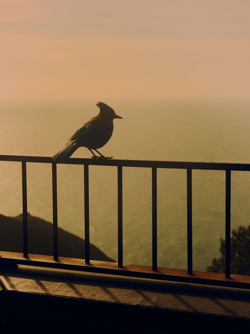 © Willie Franklin - Image from the Middle Distance photography project