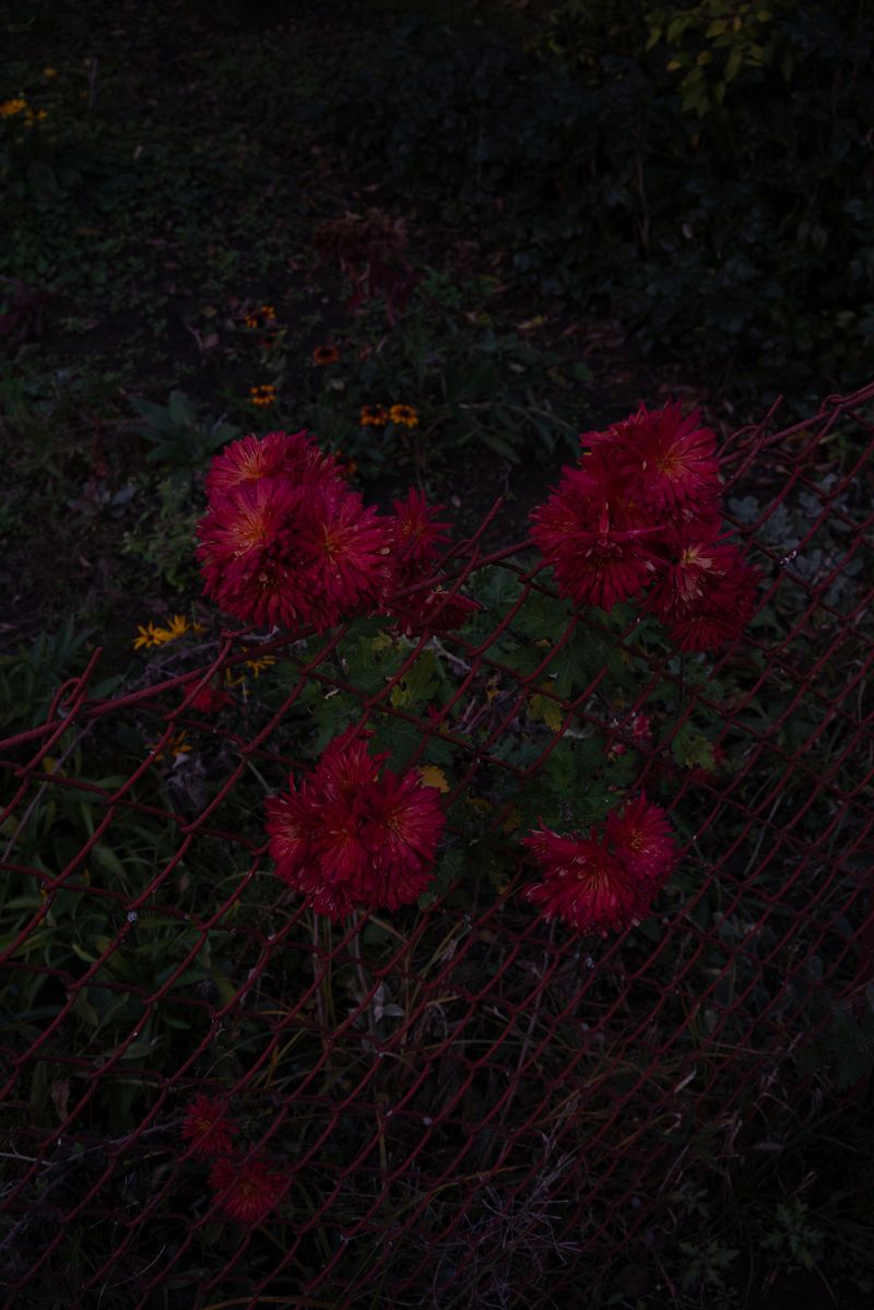 © Katarzyna Wąsowska - Image from the We bend to the ground photography project
