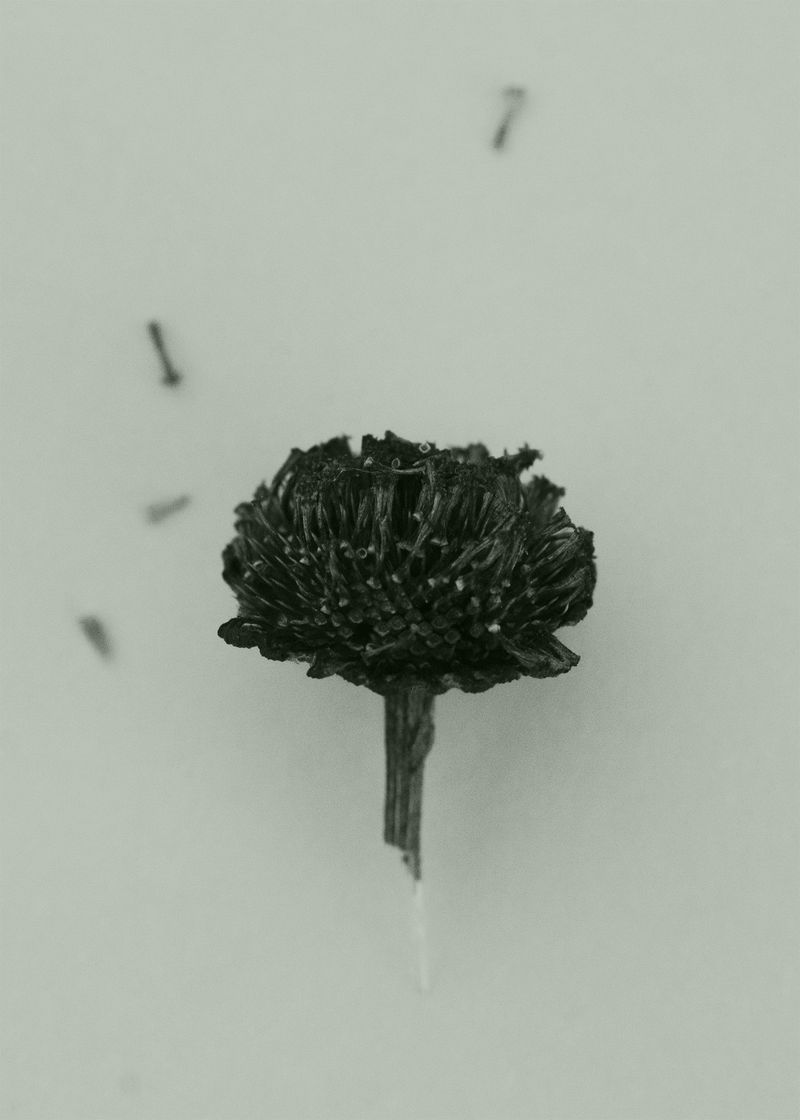 © Katarzyna Wąsowska - Image from the We bend to the ground photography project