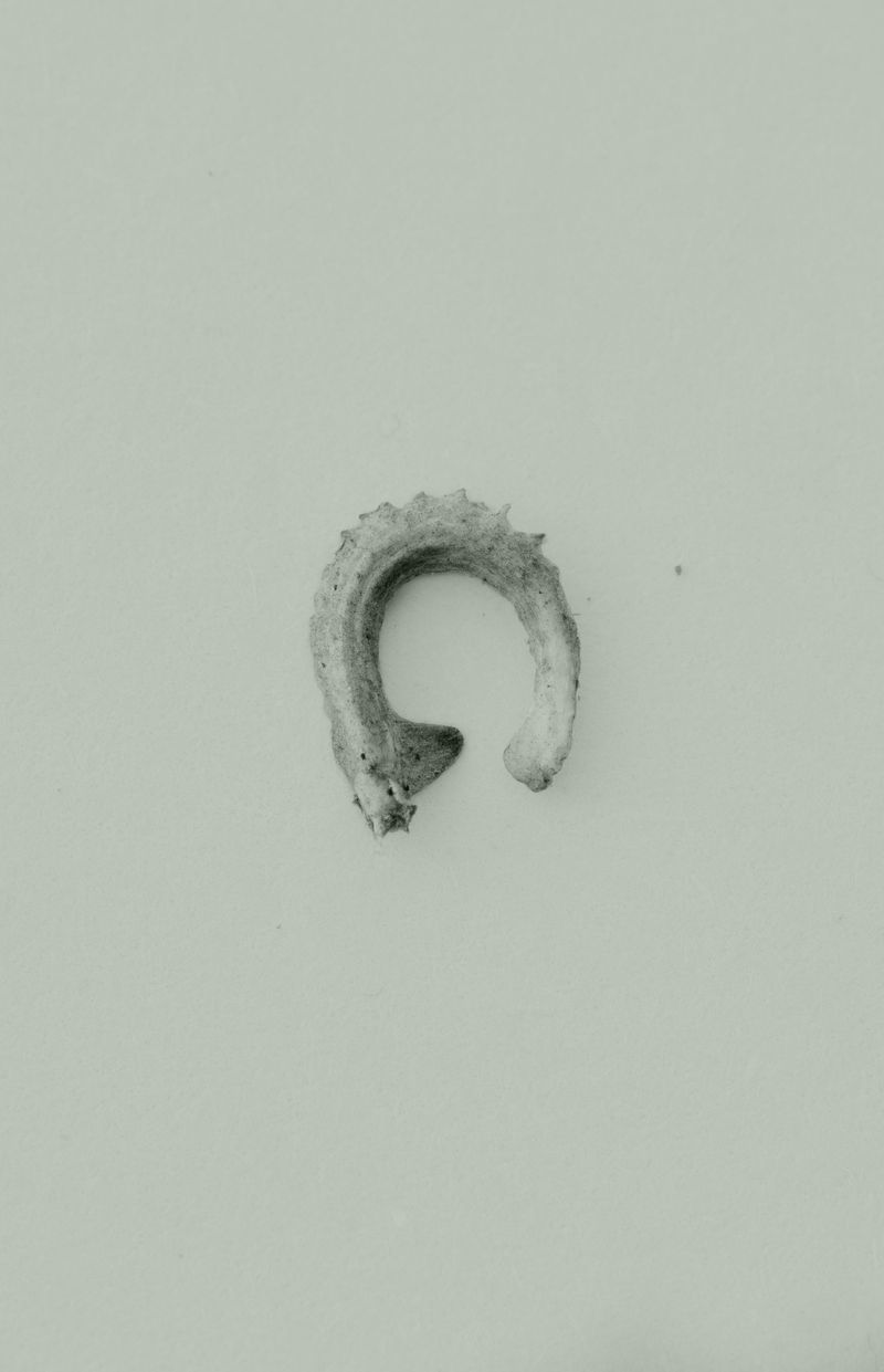 © Katarzyna Wąsowska - Image from the We bend to the ground photography project
