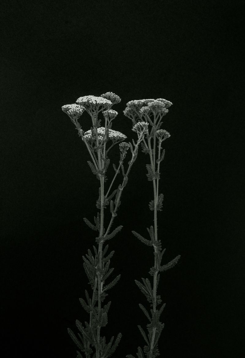 © Katarzyna Wąsowska - Image from the We bend to the ground photography project