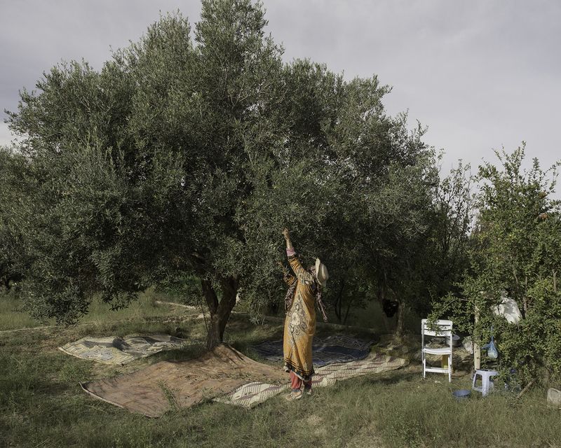 © Enrico Doria - Ms Rahmeni, collecting the olives in family field