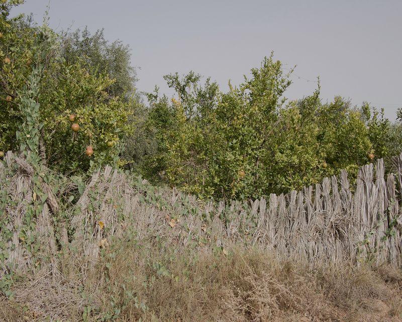 © Enrico Doria - the field of Rahmeni family