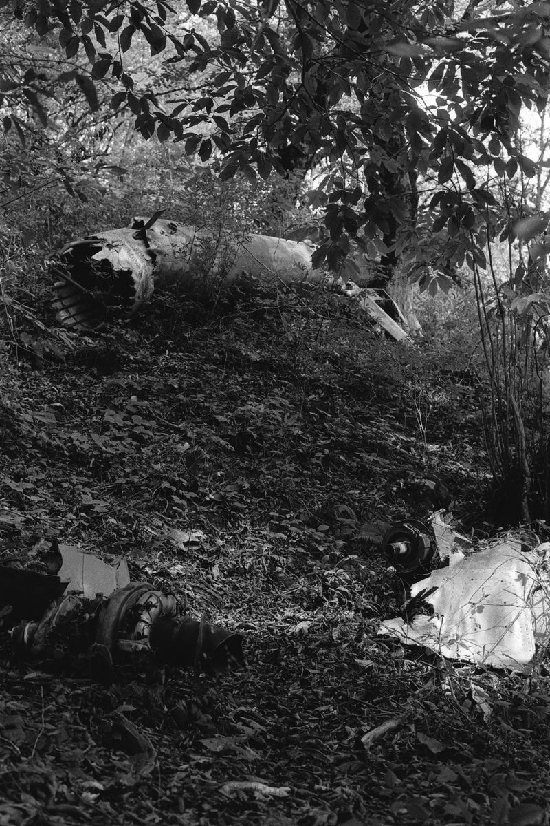 © Natalya Madilyan - Image from the About trees, insects and humans photography project