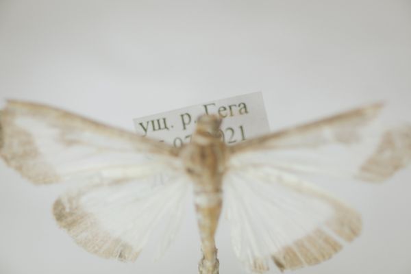 © Natalya Madilyan - Image from the About trees, insects and humans photography project