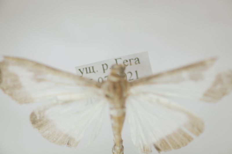 © Natalya Madilyan - Image from the About trees, insects and humans photography project