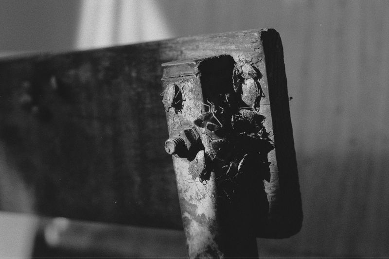 © Natalya Madilyan - Image from the About trees, insects and humans photography project