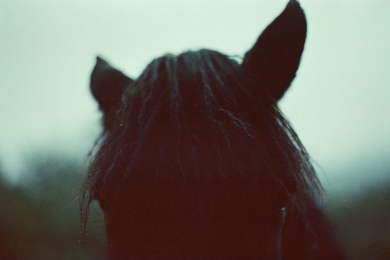 © Natalya Madilyan - A horse in a deserted mountain village