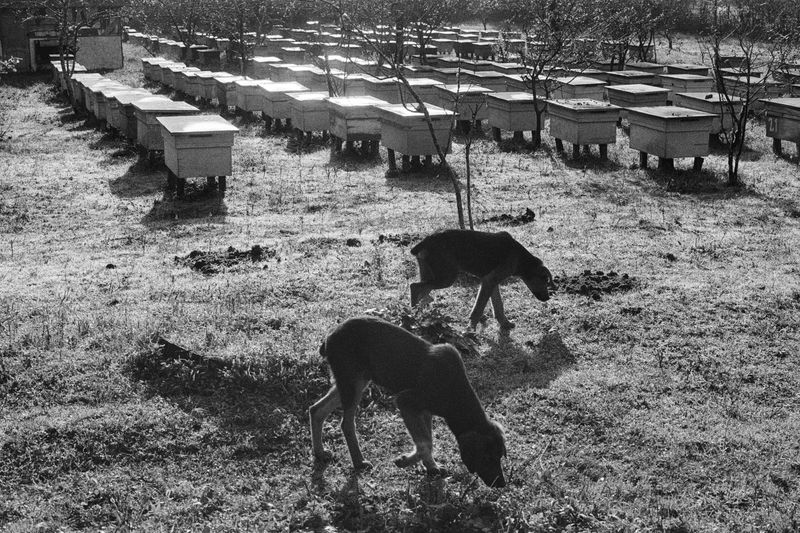 © Natalya Madilyan - Image from the About trees, insects and humans photography project