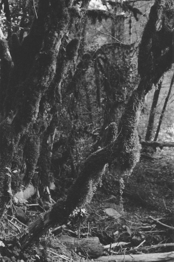 © Natalya Madilyan - Image from the About trees, insects and humans photography project