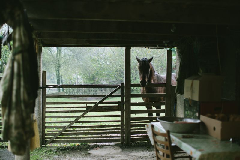 © Natalya Madilyan - A horse in the yard of the only preserved house in the village of Lata in the Kodori Gorge.