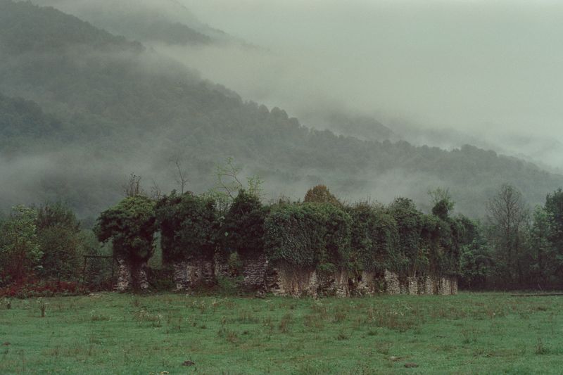 © Natalya Madilyan - Image from the About trees, insects and humans photography project