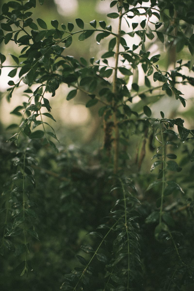 © Natalya Madilyan - Image from the About trees, insects and humans photography project