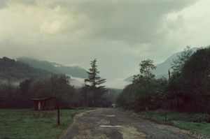 About trees, insects and humans