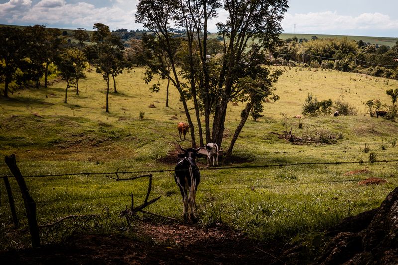 © Alinne Rezende - Image from the Araçoiaba e o Covid-19 photography project