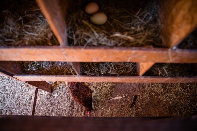 © Alinne Rezende - Image from the Life of a chicken farm during the Covid-19 pandemic in Brazil photography project