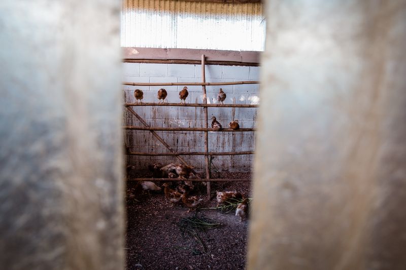© Alinne Rezende - Image from the Life of a chicken farm during the Covid-19 pandemic in Brazil photography project