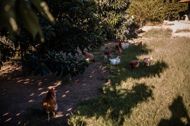 © Alinne Rezende - Image from the Life of a chicken farm during the Covid-19 pandemic in Brazil photography project