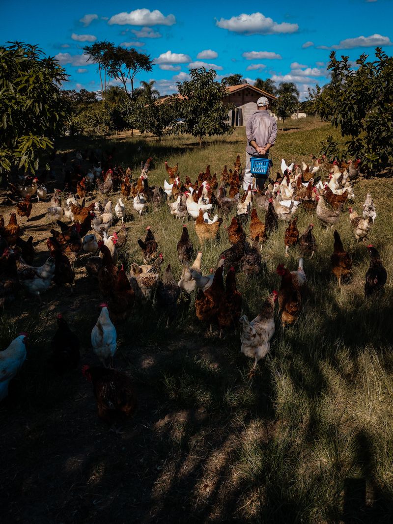 © Alinne Rezende - Image from the Life of a chicken farm during the Covid-19 pandemic in Brazil photography project