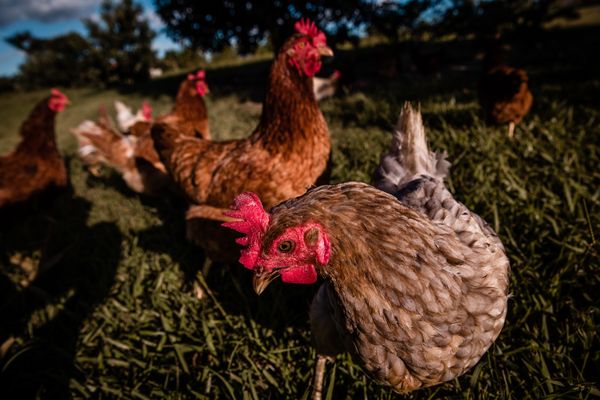© Alinne Rezende - Image from the Life of a chicken farm during the Covid-19 pandemic in Brazil photography project