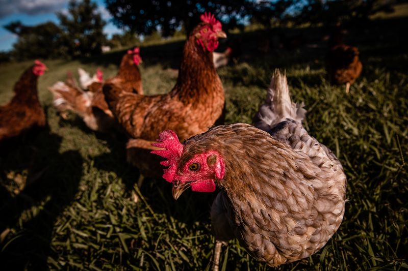© Alinne Rezende - Image from the Life of a chicken farm during the Covid-19 pandemic in Brazil photography project