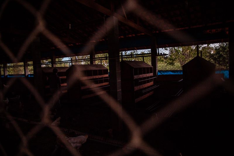 © Alinne Rezende - Image from the Life of a chicken farm during the Covid-19 pandemic in Brazil photography project