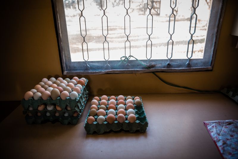 © Alinne Rezende - Image from the Life of a chicken farm during the Covid-19 pandemic in Brazil photography project