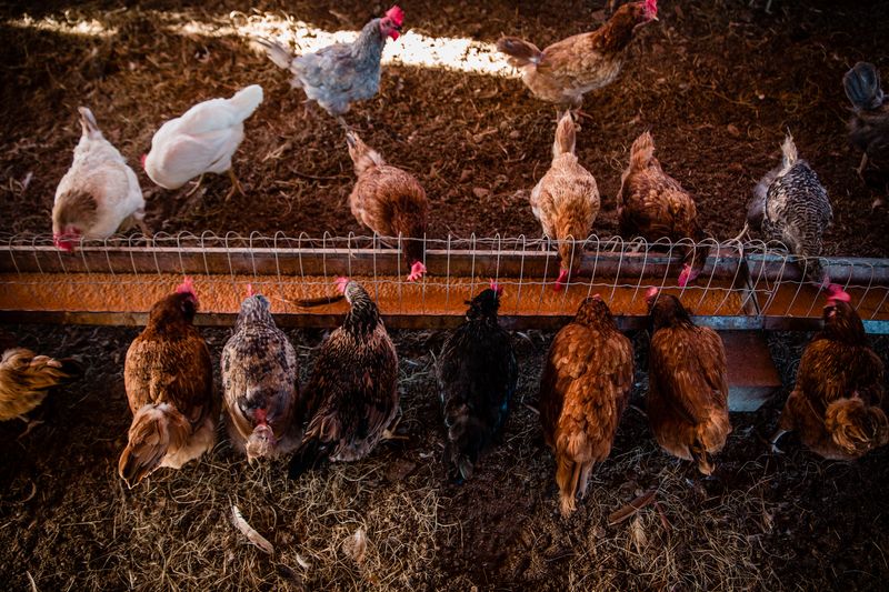 © Alinne Rezende - Image from the Life of a chicken farm during the Covid-19 pandemic in Brazil photography project