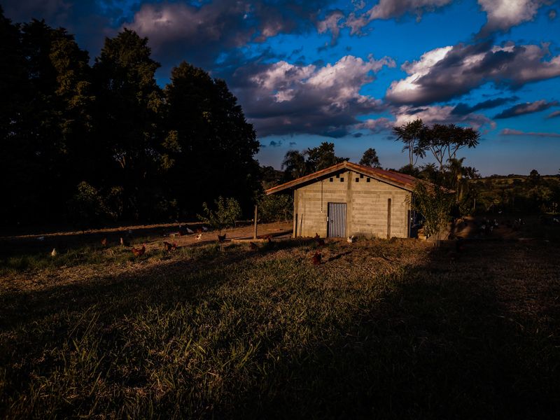 © Alinne Rezende - Image from the Life of a chicken farm during the Covid-19 pandemic in Brazil photography project