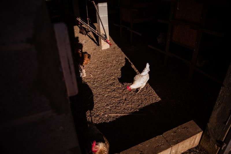 © Alinne Rezende - Image from the Life of a chicken farm during the Covid-19 pandemic in Brazil photography project