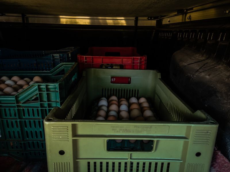 © Alinne Rezende - Image from the Life of a chicken farm during the Covid-19 pandemic in Brazil photography project
