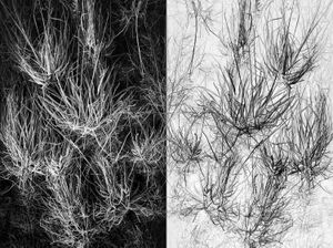 The inverted world
