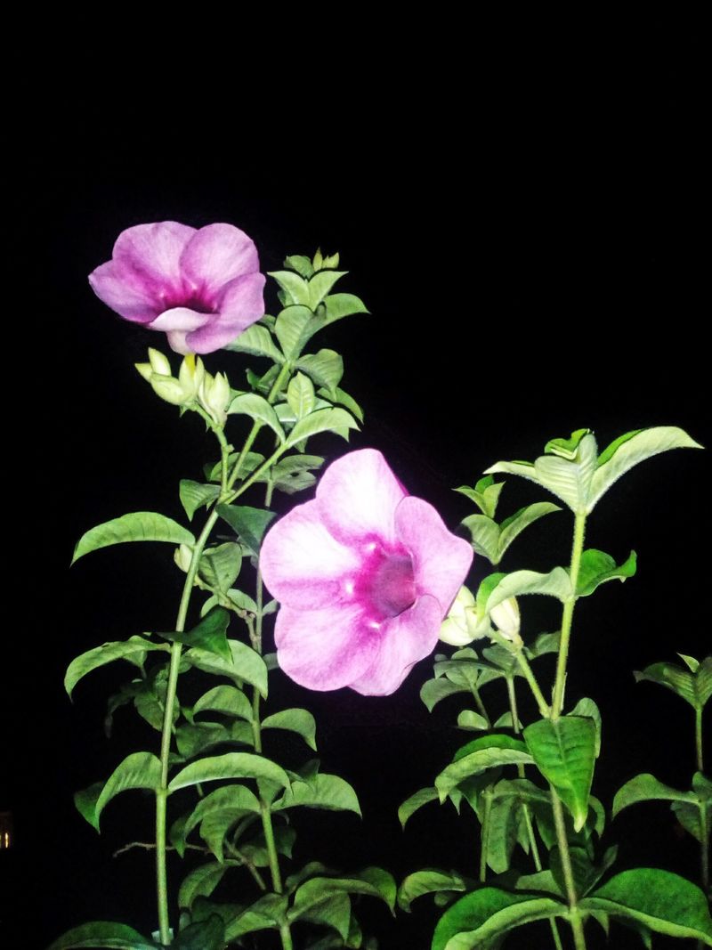 © Chandni Gajria - Image from the "I was here for a moment and then I was gone..." photography project