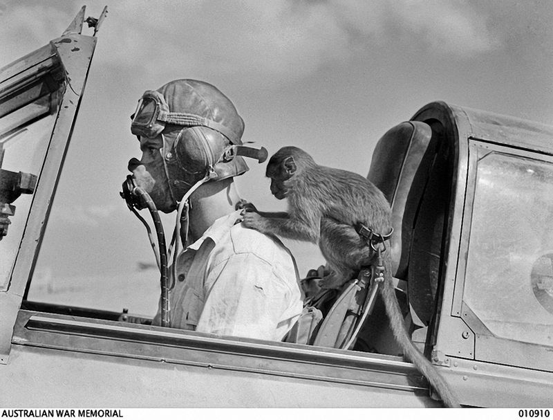© Marta Bogdanska - George Silk, Australian War Memorial, from the project SHIFTERS