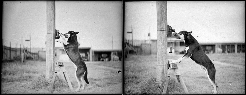 © Marta Bogdanska - Police Dog, Tess, 29/1/35, Sam Hood, State Library of New South Wales, from the project SHIFTERS