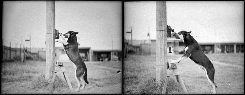 © Marta Bogdanska - Police Dog, Tess, 29/1/35, Sam Hood, State Library of New South Wales, from the project SHIFTERS