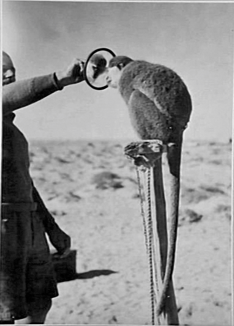 © Marta Bogdanska - Australian War Memorial, from the project SHIFTERS