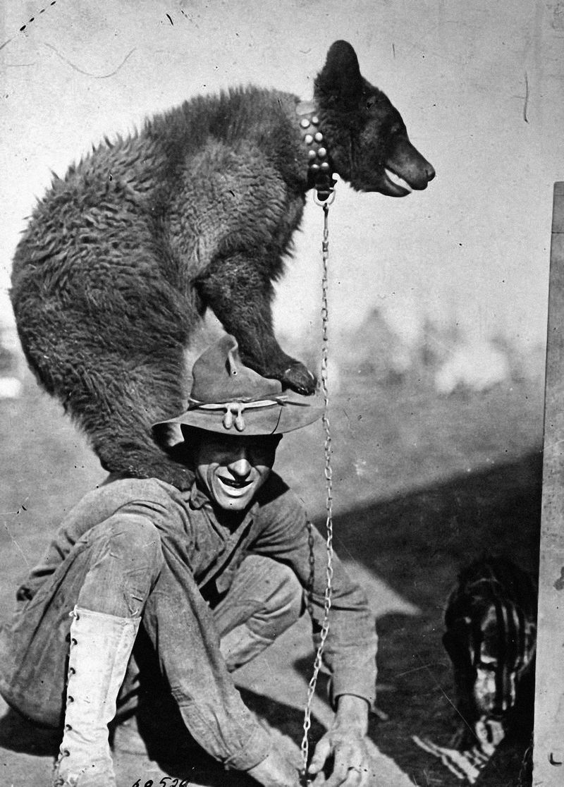 © Marta Bogdanska - Wojtek - the soldier bear, Public domain, from the project SHIFTERS