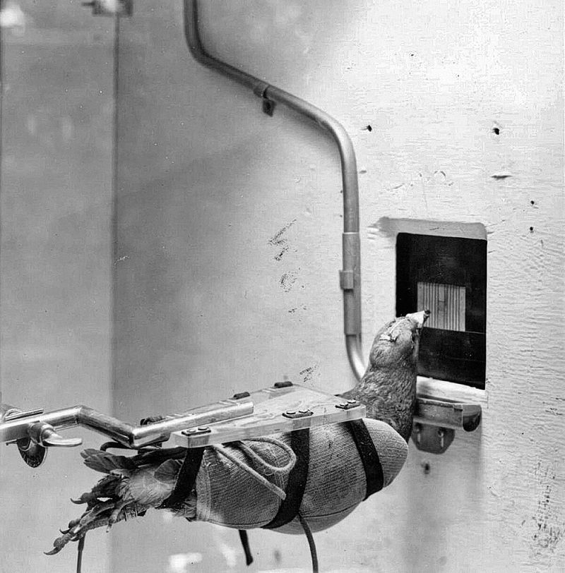 © Marta Bogdanska - Project ORCON, Public domain, from the project SHIFTERS