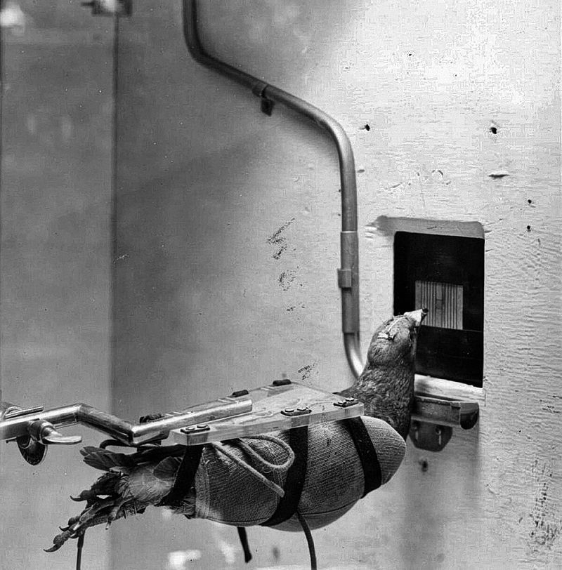 © Marta Bogdanska - Project ORCON, Public domain, from the project SHIFTERS