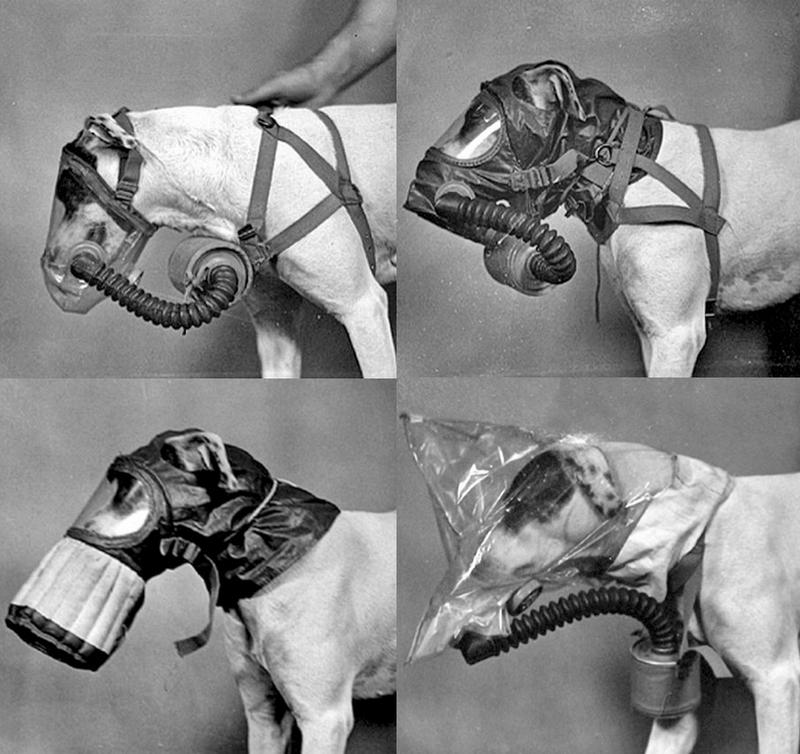 © Marta Bogdanska - Dog gas masks, Public domain, from the project SHIFTERS