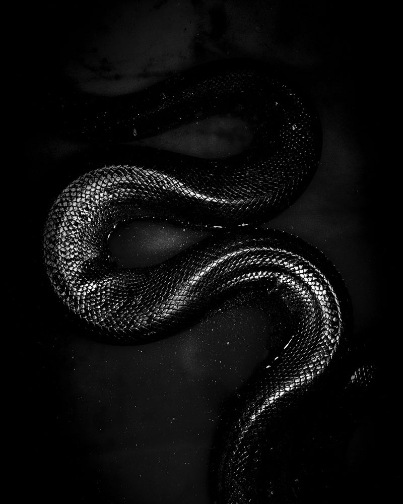 © Musuk Nolte - Image from the The Jaguar Dies in a Defensive Position photography project