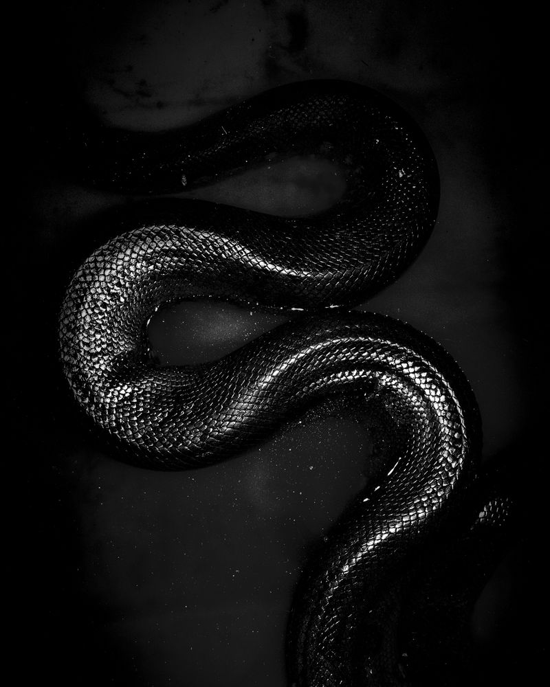 © Musuk Nolte - Image from the The Jaguar Dies in a Defensive Position photography project