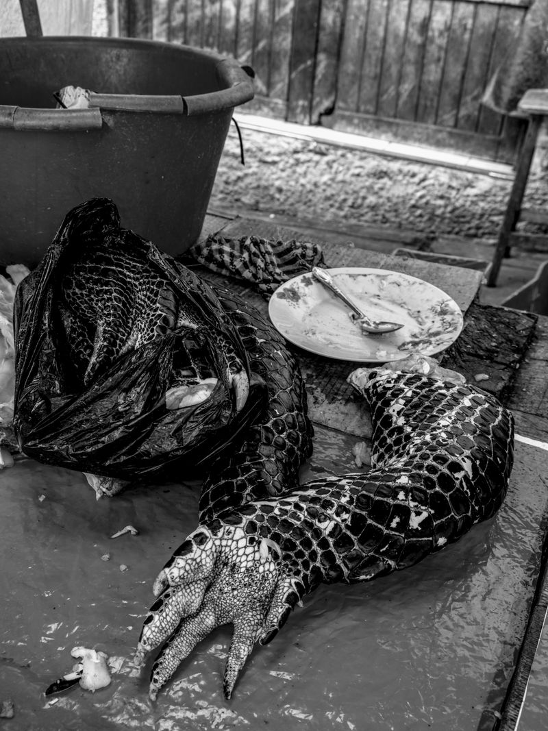 © Musuk Nolte - Image from the The Jaguar Dies in a Defensive Position photography project