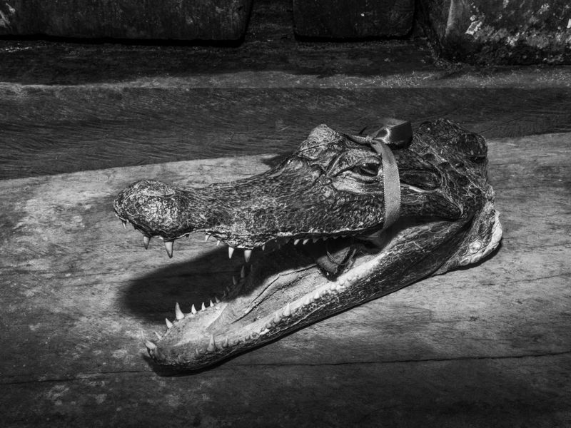 © Musuk Nolte - Image from the The Jaguar Dies in a Defensive Position photography project