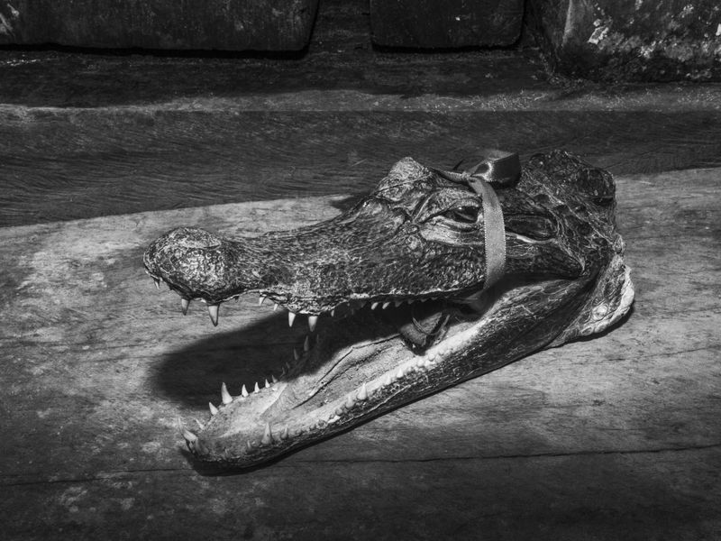 © Musuk Nolte - Image from the The Jaguar Dies in a Defensive Position photography project