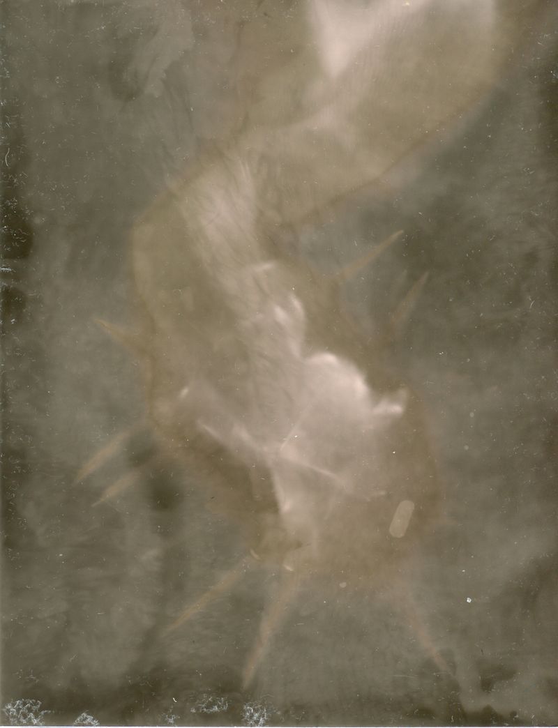 © Pia Jaime - Tights.Solarised Photogram.A6