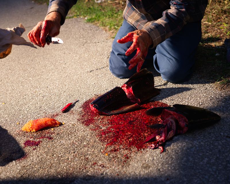 © Tommy Keith - Salmon, 2025