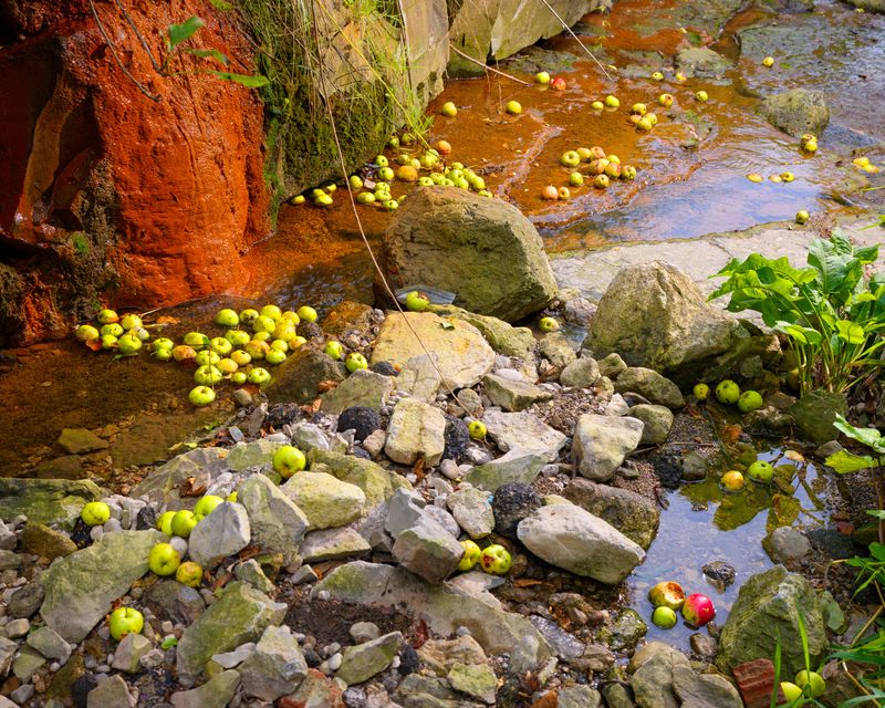 © Tommy Keith - Fallen Apples, 2023