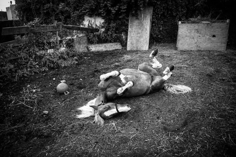 © Charles Mostoller - Shadow rolls in the dirt at the stables to cool off after a long ride in the summer.